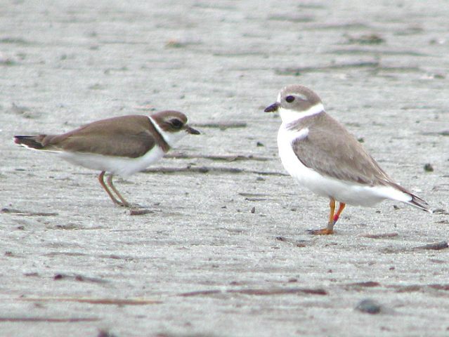 Piping Plovers (and Semipalmated Plover)